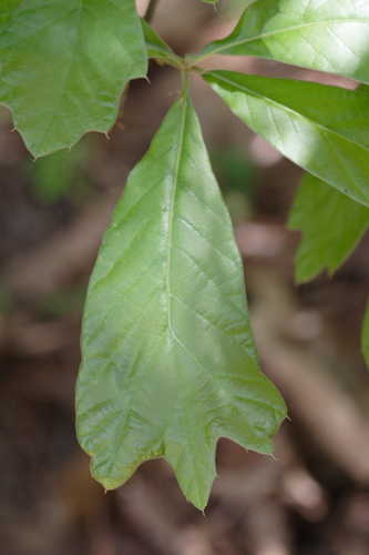 Quercus falcata #1